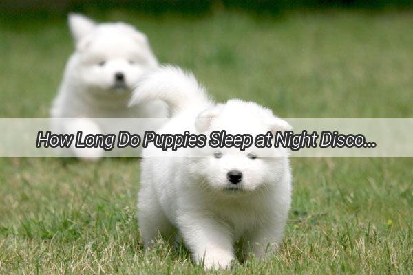 How Long Do Puppies Sleep at Night Discover the Secrets of Their Slumber